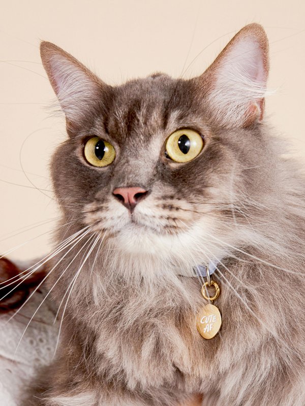 Pet Charm - Cute AF in Champagne Gold