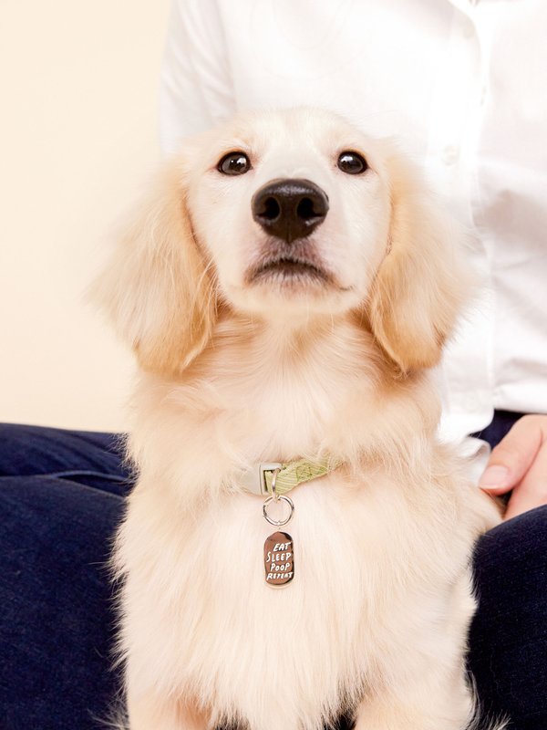 Pet Charm - Eat Sleep Poop Repeat in Silver