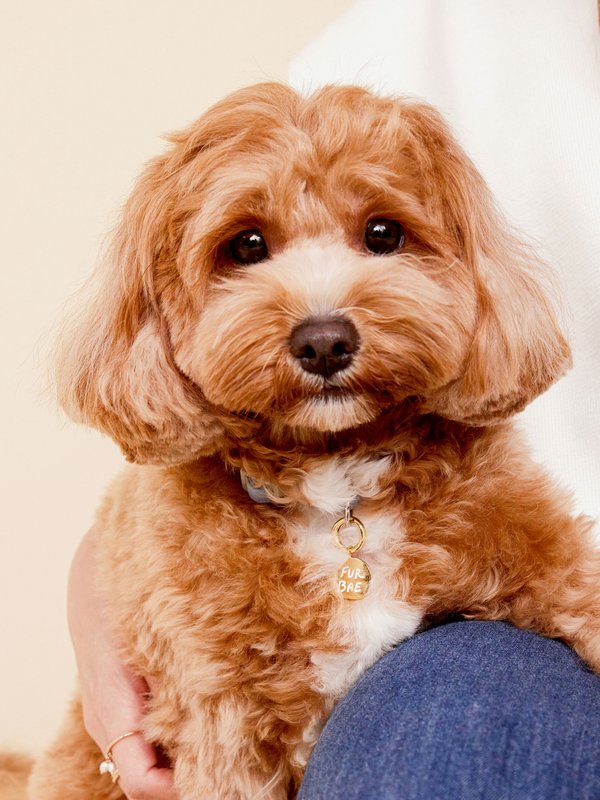 Pet Charm - Fur Bae in Champagne Gold